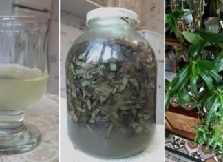 საოცრად სასარგებლო მცენარე : ოქროს ულვაშის ნაყენი და მისი გამოყენება – შედეგი შოკისმომგვრელია!