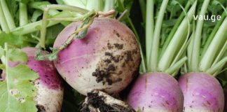 თალგამი ორგანიზმის საუკეთესო გამწმენდია – იაფი და ეფექტური საშუალება