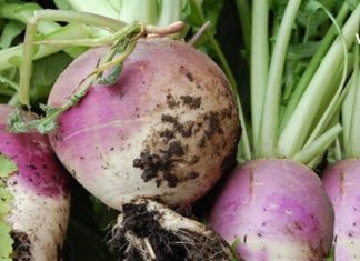 თალგამი ორგანიზმის საუკეთესო გამწმენდია – იაფი და ეფექტური საშუალება