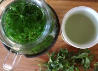 ეს სამკურნალო ბალახი ბევრი უსიამოვნებისგან გიხსნით – მამაჩემმა შემთხვევით აღმოაჩინა სეირნობისას