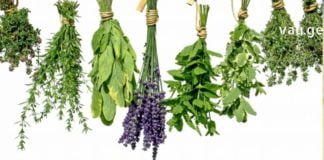 ხილი და ყვავილები თქვენთვის: ნახეთ რისი განკურნება შეგიძლიათ აქ ჩამოთვლილი მცენარეებით