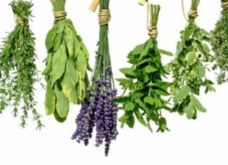 ხილი და ყვავილები თქვენთვის: ნახეთ რისი განკურნება შეგიძლიათ აქ ჩამოთვლილი მცენარეებით