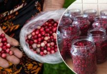 დღეს ყველას არ აქვს ძვირადღირებული წამლების შეძენის საშუალება, ამიტომ მინდა გასწავლოთ წითელი მოცვით დამზადებული სამკურნალო საშუალება!