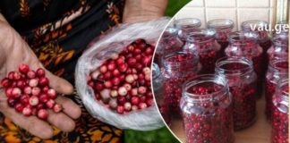 დღეს ყველას არ აქვს ძვირადღირებული წამლების შეძენის საშუალება, ამიტომ მინდა გასწავლოთ წითელი მოცვით დამზადებული სამკურნალო საშუალება!