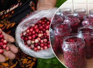 დღეს ყველას არ აქვს ძვირადღირებული წამლების შეძენის საშუალება, ამიტომ მინდა გასწავლოთ წითელი მოცვით დამზადებული სამკურნალო საშუალება!