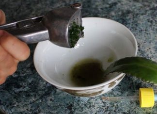 ამის ცოდნა ყველას გამოგადგებათ : თურმე კალანჰოე ვენების ვარიკოზულ გაგანიერებას შველის