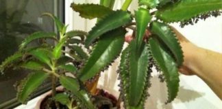 ოთახის მცენარეები, რომლებიც მნიშვნელოვნად აუმჯობესებენ თქვენს ჯანმრთელობას . ბუნებრივი გზები ჟანგბადის მისაღებად.