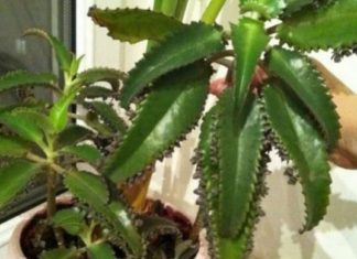 ოთახის მცენარეები, რომლებიც მნიშვნელოვნად აუმჯობესებენ თქვენს ჯანმრთელობას . ბუნებრივი გზები ჟანგბადის მისაღებად.