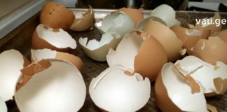 7 მნიშვნელოვანი მიზეზი, თუ რატომ უნდა გამოიყენოთ კვერცხის ნაჭუჭი ! – ნეტავ აქამდე მცოდნოდა !