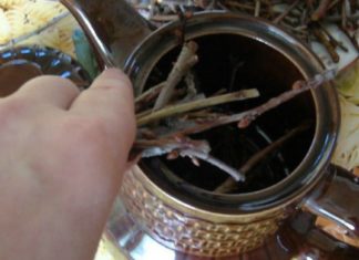 გაზაფხულზე გაციების დროს ძალიან კარგი შედეგი აქვს ამ ნარევების მიღებას! დროში გამოცდილი წამლები, რომლებიც აუცილებლად გახდება თქვენი რჩეული..