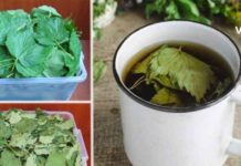 ამ ფოთლების ინფუზია გაგაოცებთ ორგანიზმისთვის მისი სარგებლიანობით!