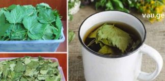 ამ ფოთლების ინფუზია გაგაოცებთ ორგანიზმისთვის მისი სარგებლიანობით!