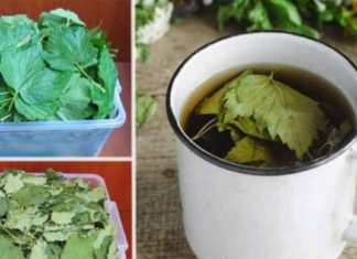 ამ ფოთლების ინფუზია გაგაოცებთ ორგანიზმისთვის მისი სარგებლიანობით!