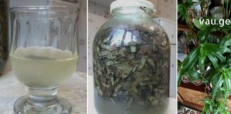 ამ რეცეპტმა გადაარჩინა ჩემი დედამთილი – ძლიერი სამკურნალო ნაყენი ვარიკოზული ვენების წინააღმდეგ!