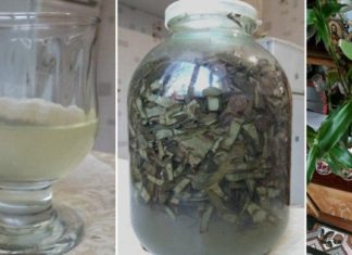 ამ რეცეპტმა გადაარჩინა ჩემი დედამთილი – ძლიერი სამკურნალო ნაყენი ვარიკოზული ვენების წინააღმდეგ!