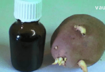 ერთ დღეს სამსახურში საუბარი დავიწყეთ სახსრების დაავადებებზე და ერთ-ერთმა კოლეგამ მიამბო, როგორ განიკურნა ამ მტაჯველი ტკივილისგან კარტოფილის თეთრი ყლორტებით!