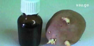 ერთ დღეს სამსახურში საუბარი დავიწყეთ სახსრების დაავადებებზე და ერთ-ერთმა კოლეგამ მიამბო, როგორ განიკურნა ამ მტაჯველი ტკივილისგან კარტოფილის თეთრი ყლორტებით!