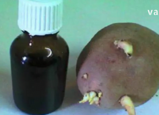 ერთ დღეს სამსახურში საუბარი დავიწყეთ  სახსრების დაავადებებზე და ერთ-ერთმა კოლეგამ მიამბო, როგორ განიკურნა ამ მტაჯველი ტკივილისგან კარტოფილის თეთრი ყლორტებით!