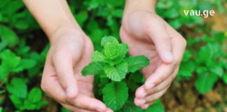 ამ სეზონზე ყველაზე პოპულარული, სასარგებლო და ჯანსაღი მცენარე : პიტნის გამოყენების 10 გზა!