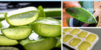 ღმერთის საჩუქარი – მცენარე, რომელიც კურნავს ყველაფერს! ნახეთ რამდენად ჯანსაღი და სასწაულებრივია!