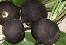 მსოფლიოს მეცნიერებიც ამაზე ალაპარაკდნენ : ბოლოკი იცავს გულს და სისხლძარღვებს!