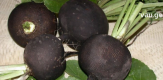 მსოფლიოს მეცნიერებიც ამაზე ალაპარაკდნენ : ბოლოკი იცავს გულს და სისხლძარღვებს!