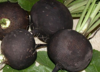 მსოფლიოს მეცნიერებიც ამაზე ალაპარაკდნენ : ბოლოკი იცავს გულს და სისხლძარღვებს!