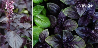 ექსპერტების აზრით, რეჰანი უნიკალური მცენარეა. მას აქვს ანტიბაქტერიული, სოკოს საწინააღმდეგო, ანტიოქსიდანტური, ანთების საწინააღმდეგო თვისებები.