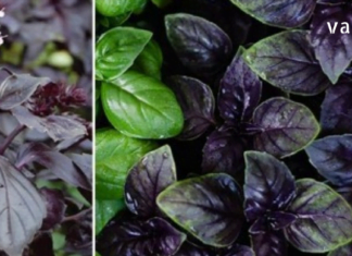 ექსპერტების აზრით, რეჰანი უნიკალური მცენარეა. მას აქვს ანტიბაქტერიული, სოკოს საწინააღმდეგო, ანტიოქსიდანტური, ანთების საწინააღმდეგო თვისებები.