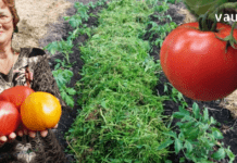 პომიდვრის სამკურნალო თვისებების შესახებ ბევრმა არაფერი იცის – იგი სპობს ბაქტერიებს, ათხელებს სისხლს და შესანიშნავია საშუალებაა თრომბოზის წინააღმდეგ!