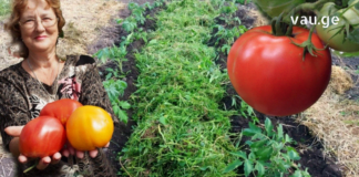 პომიდვრის სამკურნალო თვისებების შესახებ ბევრმა არაფერი იცის – იგი სპობს ბაქტერიებს, ათხელებს სისხლს და შესანიშნავია საშუალებაა თრომბოზის წინააღმდეგ!