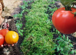 პომიდვრის სამკურნალო თვისებების შესახებ ბევრმა არაფერი იცის – იგი სპობს ბაქტერიებს, ათხელებს სისხლს და შესანიშნავია საშუალებაა თრომბოზის წინააღმდეგ!