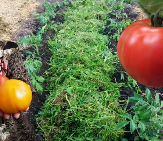 პომიდვრის სამკურნალო თვისებების შესახებ ბევრმა არაფერი იცის – იგი სპობს ბაქტერიებს, ათხელებს სისხლს და შესანიშნავია საშუალებაა თრომბოზის წინააღმდეგ!