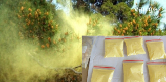 შოკისმომგვრელი ინფორმაცია – რის სამკურნალოდ გამოვიყენოთ ფიჭვის მტვერი!