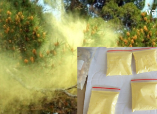 შოკისმომგვრელი ინფორმაცია – რის სამკურნალოდ გამოვიყენოთ ფიჭვის მტვერი!