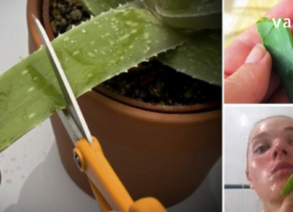 როგორ გამოვიყენოთ ალოე ვერა თავის მოვლის დროს? ეს რჩევები ყველა მანდილოსანს გამოადგება…