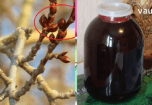 ფარისებრი ჯირკვალი ისე გამიღიზიანდა, ზომაში გადიდდა და შორიდანაც შესამჩნევი გახდა. როგორც იქნა აღმოვაჩინე ნატურალური წამალი