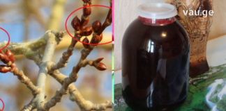 ფარისებრი ჯირკვალი ისე გამიღიზიანდა, ზომაში გადიდდა და შორიდანაც შესამჩნევი გახდა. როგორც იქნა აღმოვაჩინე ნატურალური წამალი