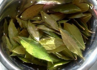 დაფნა ყოველთვის გიშველით : სამკურნალო რეცეპტები, რომელთა მომზადების შემდეგ მადლიერი იქნებით