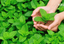 ექიმებმა გაამჟღავნეს რომ პიტნა საოცარ ზემოქმედებას ახდენს ადამიანის ჯანმრთელობაზე