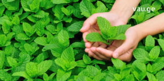 ექიმებმა გაამჟღავნეს რომ პიტნა საოცარ ზემოქმედებას ახდენს ადამიანის ჯანმრთელობაზე