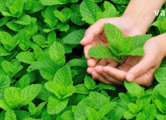 ექიმებმა გაამჟღავნეს რომ პიტნა საოცარ ზემოქმედებას ახდენს ადამიანის ჯანმრთელობაზე