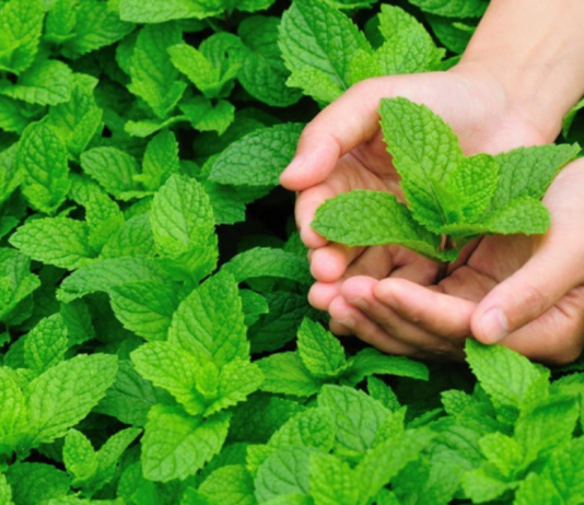 ექიმებმა გაამჟღავნეს რომ პიტნა საოცარ ზემოქმედებას ახდენს ადამიანის ჯანმრთელობაზე