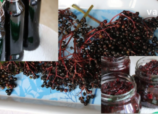 შაქრიანი დიაბეტის და ბევრი სხვა დაავადების სამკურნალოდ ანწლის ნაყენი შეუცვლელია! ყველაზე ეფექტური ბუნებრივი სამკურნალო საშუალება