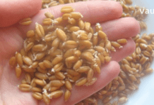 წამალი, რომელიც არაჩვეულებრივად მუშაობს! მიიღეთ ეს 6 თვეში ერთხელ და არასოდეს გახდებით ავად!