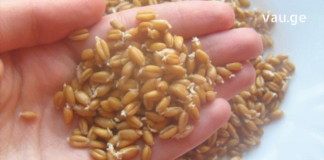 წამალი, რომელიც არაჩვეულებრივად მუშაობს! მიიღეთ ეს 6 თვეში ერთხელ და არასოდეს გახდებით ავად!