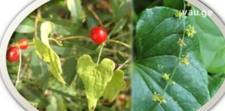 რა იცით ადამის ფესვის შესახებ? – ამ საოცარი მცენარით დამზადებულ სამკურნალო რეცეფტებს გაეცანით სტატიაში და აღფრთოვანებას ვერ დამალავთ..