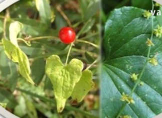 რა იცით ადამის ფესვის შესახებ? – ამ საოცარი მცენარით დამზადებულ სამკურნალო რეცეფტებს გაეცანით სტატიაში და აღფრთოვანებას ვერ დამალავთ..