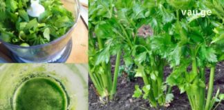 Ამ სტატიაში წარმოგიდგენთ მიზეზს, თუ რატომ უნდა დაამატოთ ნიახური თქვენი კვების რაციონში – შეამოწმეთ ისინი!