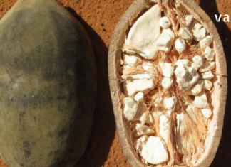 გასაოცარი მცენარე, რომლის სამკურნალო თვისებები ჩემთვის ნამდვილი აღმოჩენაა -მინდა თქვენც გაგიზიაროთ..